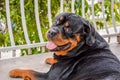 Rottweiler male Royalty Free Stock Photo