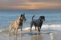 rottweiler and malinois on beach Royalty Free Stock Photo