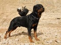Rottweiler and miniature rooster