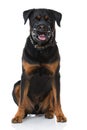 Adult rottweiler dog with muzzle