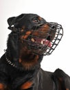 Rottweiler with muzzle