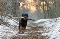 rottweiler in nature Royalty Free Stock Photo