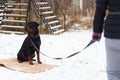 Rottweiler obediently performs in winter training