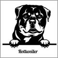 Rottweiler - Peeking Dogs - breed face head isolated on white Royalty Free Stock Photo