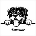 Rottweiler - Peeking Dogs - breed face head isolated on white Royalty Free Stock Photo