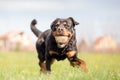 Rottweiler Playing Fetch