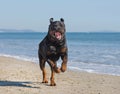 Rottweiler on the beach Royalty Free Stock Photo