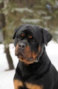 Rottweiler portrait