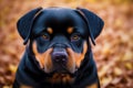 Rottweiler. Portrait of a beautiful Rottweiler dog playing in the park. Generative AI