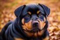 Rottweiler. Portrait of a beautiful Rottweiler dog playing in the park. Generative AI