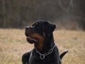 Rottweiler portrait in meadow