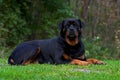 Rottweiler portrait