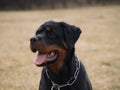 Rottweiler portrait puppy