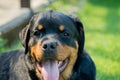 Rottweiler portrait