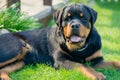 Rottweiler portrait