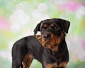 Rottweiler Portrait In Studio Catching Treats