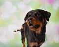 Rottweiler Portrait In Studio Catching Treats Royalty Free Stock Photo
