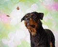 Rottweiler Portrait In Studio Catching Treats Royalty Free Stock Photo