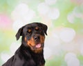 Rottweiler Portrait In Studio Face