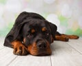 Rottweiler Portrait In Studio Lying Down