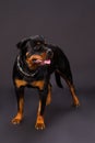 Rottweiler portrait in the studio.