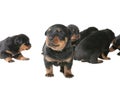 Rottweiler Puppies Royalty Free Stock Photo