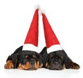 Rottweiler puppies in Santa cap sleeping