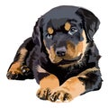 Cute rottweiler puppy lying down vector illustration Royalty Free Stock Photo