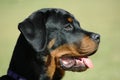Rottweiler puppy Royalty Free Stock Photo