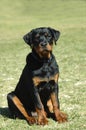 Rottweiler puppy