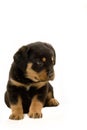 Rottweiler Puppy