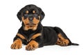 Rottweiler puppy dog Royalty Free Stock Photo
