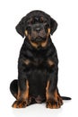 Rottweiler puppy dog on white Royalty Free Stock Photo