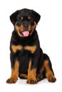 Rottweiler puppy isolated on white background Royalty Free Stock Photo