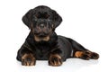 Rottweiler puppy lies down on white Royalty Free Stock Photo