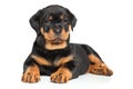 Rottweiler puppy lies down on white Royalty Free Stock Photo