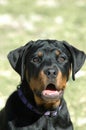 Rottweiler puppy portrait Royalty Free Stock Photo