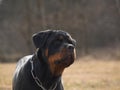 Rottweiler portrait puppy