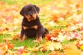 Rottweiler Puppy Sitting in Autumn Leaves