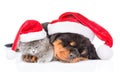 Rottweiler puppy and small kitten in christmas hats lying together. isolated on white background Royalty Free Stock Photo