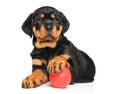Rottweiler puppy on white Royalty Free Stock Photo