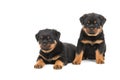 Rottweiler puppys Royalty Free Stock Photo