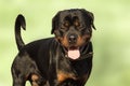 Rottweiler relaxing