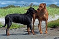 Rottweiler and Rhodesian Ridgeback meet on the beach