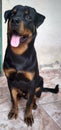 Rottweiler Royalty Free Stock Photo