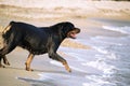 A Rottweiler running at the beach during summertime. Dangerous breed dog at the beach unleashed taking a bath happily Royalty Free Stock Photo