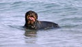 A Rottweiler running at the beach during summertime. Dangerous breed dog at the beach unleashed taking a bath happily Royalty Free Stock Photo