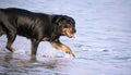 A Rottweiler running at the beach during summertime. Dangerous breed dog at the beach unleashed taking a bath happily Royalty Free Stock Photo