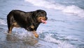 A Rottweiler running at the beach during summertime. Dangerous breed dog at the beach unleashed taking a bath happily Royalty Free Stock Photo