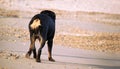 A Rottweiler running at the beach during summertime. Dangerous breed dog at the beach unleashed taking a bath happily Royalty Free Stock Photo